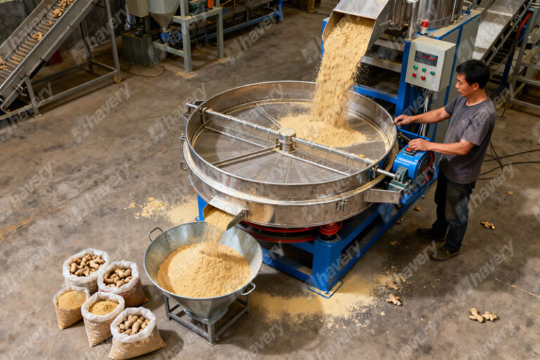 ginger powder manufacturing process